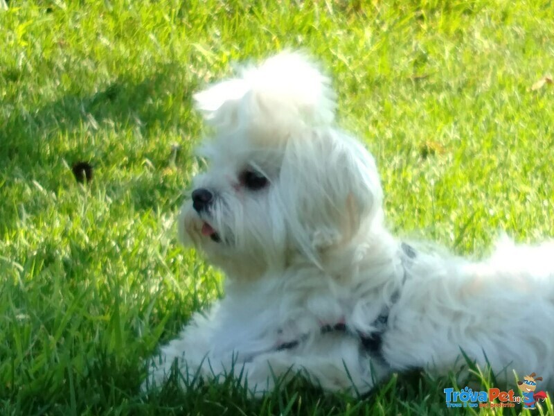 Cuccioli Maltese Puri - Foto n. 2