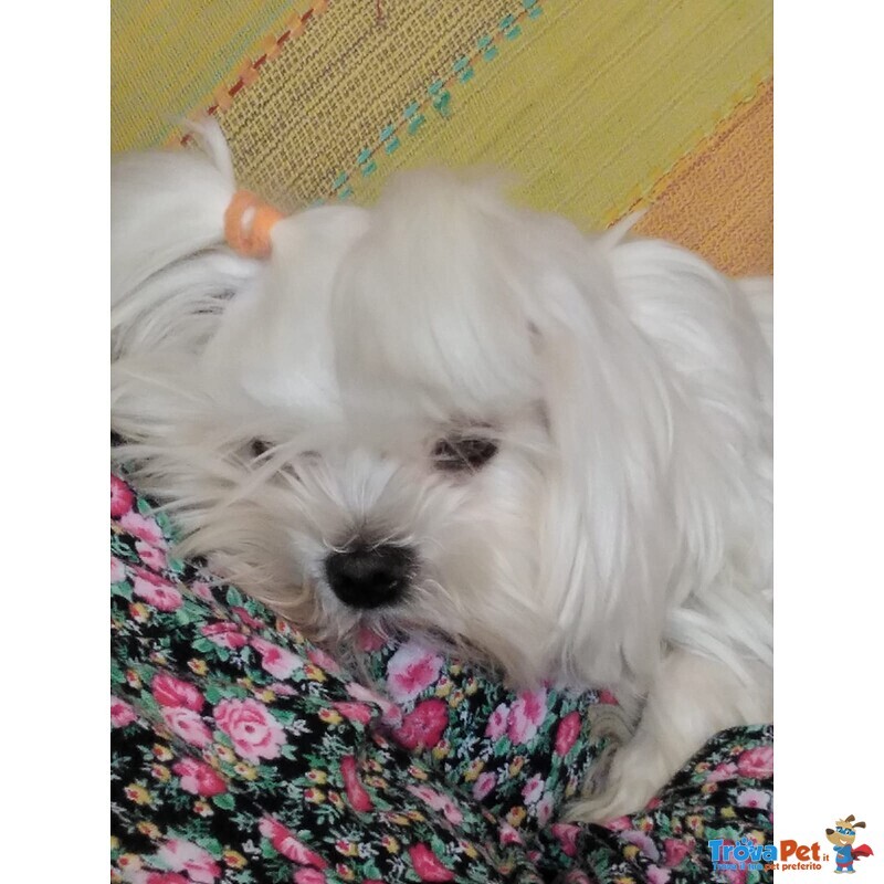 Cuccioli Maltese Puri - Foto n. 1