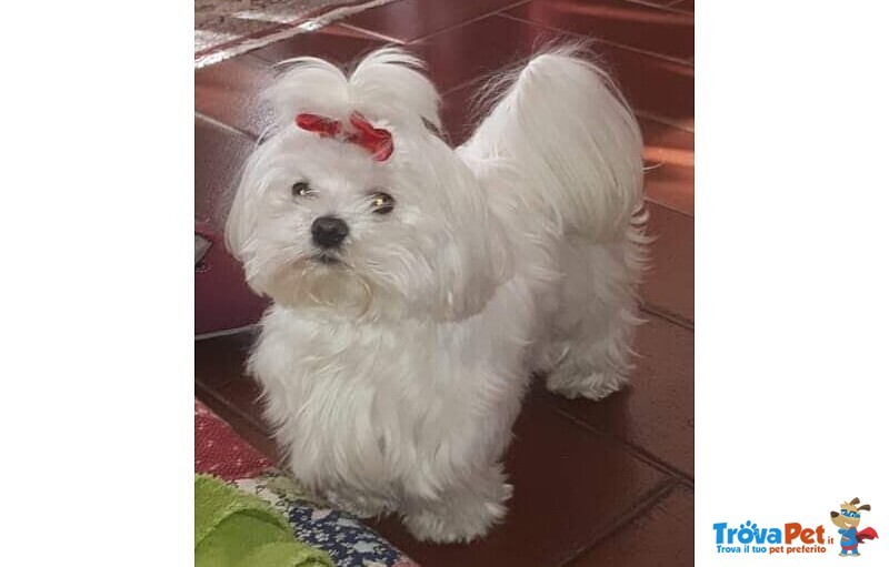 Cuccioli Maltese Puri - Foto n. 3