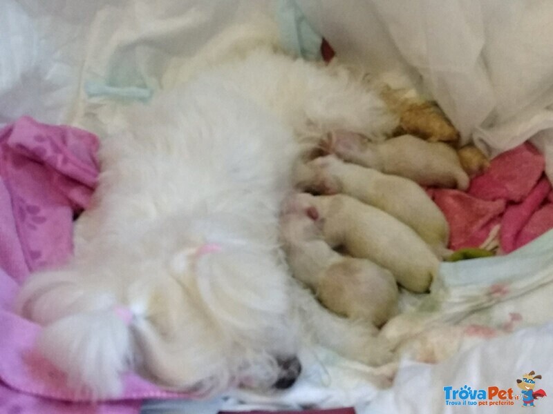 Cuccioli Maltese Puri - Foto n. 6