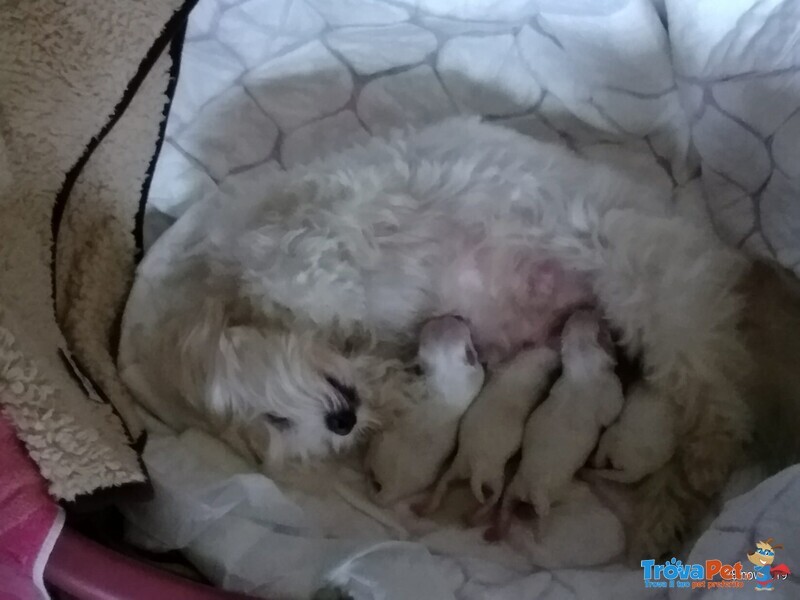 Cuccioli Maltese Puri - Foto n. 7