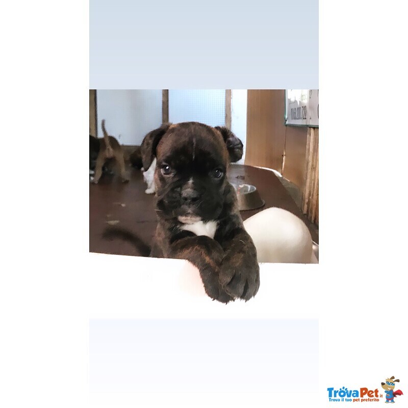 Cuccioli Boxer - Foto n. 1