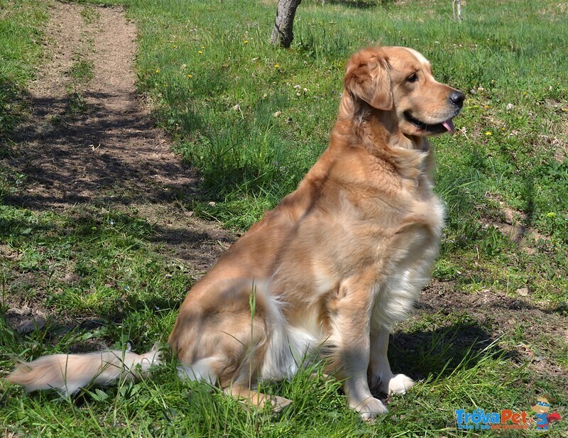 Cuccioli Golden Retriever - Foto n. 2