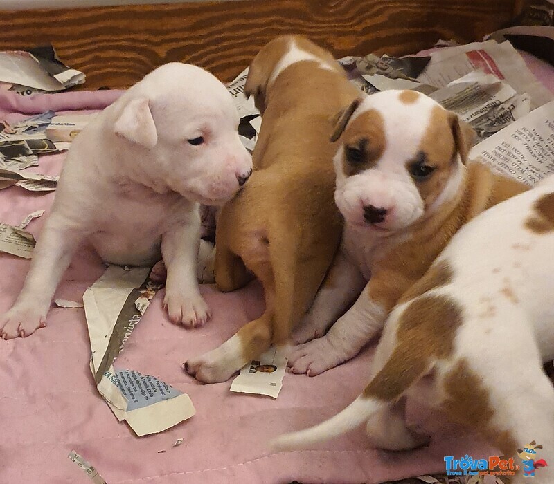 Cuccioli Amstaff - Foto n. 1