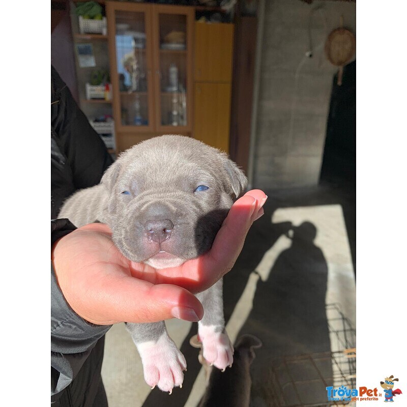 Amstaff - American Staffordshire Terrier - Foto n. 4