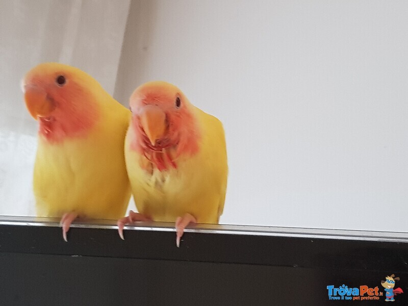 Inseparabili Pulli Allevati a mano - Bologna - Foto n. 1