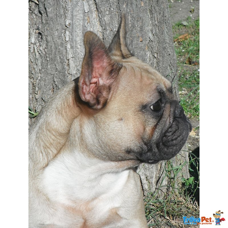 Cuccioli di Bouledogue Francese - Foto n. 4