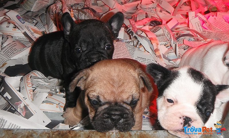 Cuccioli di Bouledogue Francese - Foto n. 5