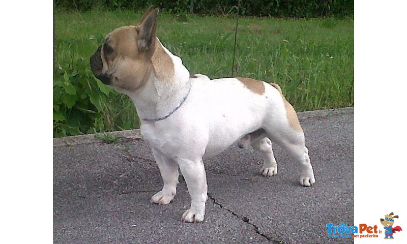 Cuccioli di Bouledogue Francese - Foto n. 7