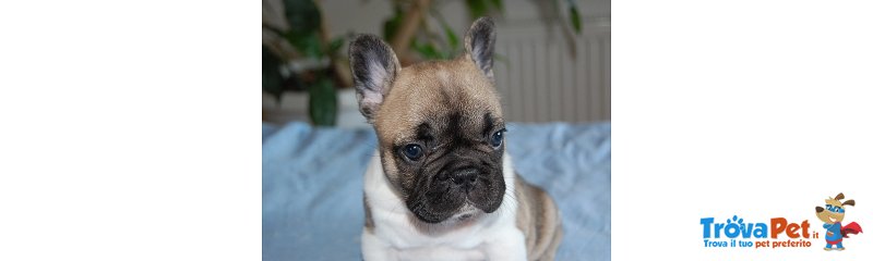 Cuccioli di Bouledogue Francese - Foto n. 8