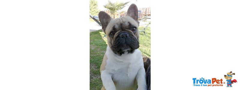 Cuccioli di Bouledogue Francese - Foto n. 9