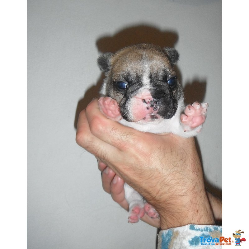 Cuccioli di Bouledogue Francese - Foto n. 10