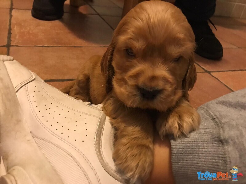 Bellissimi Cuccioli di Cocker Spaniel Inglese - Foto n. 1