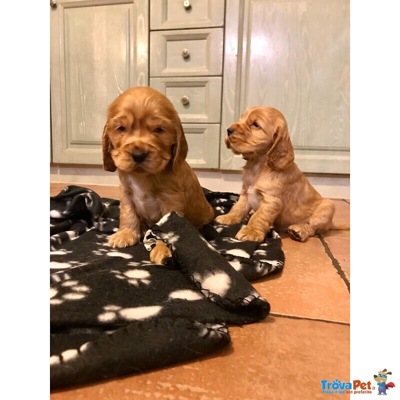 Bellissimi Cuccioli di Cocker Spaniel Inglese - Foto n. 3