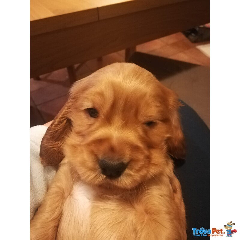 Bellissimi Cuccioli di Cocker Spaniel Inglese - Foto n. 5