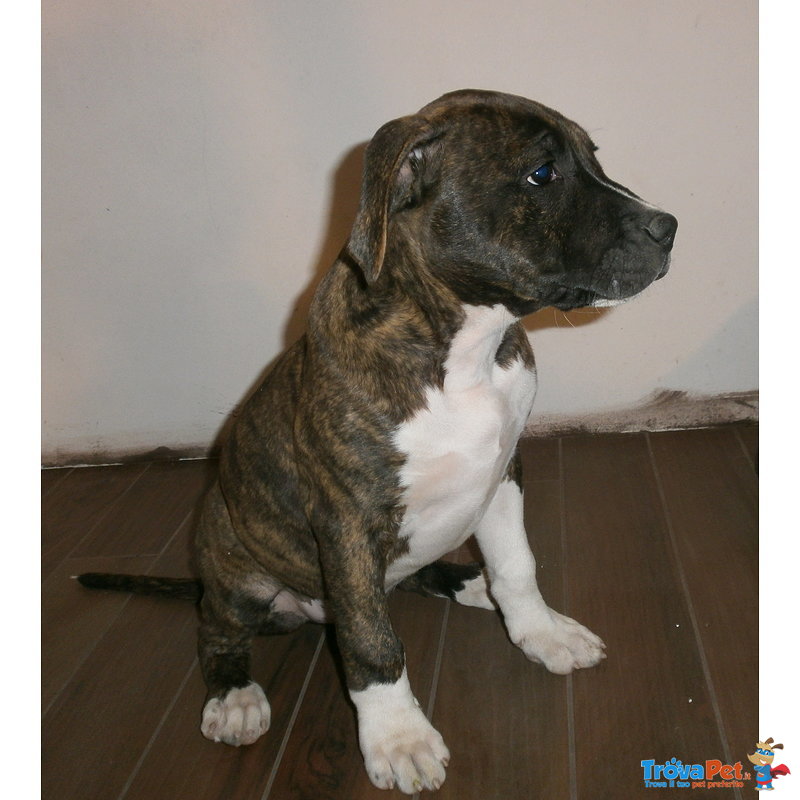 Ultimi Cuccioli di American Staffordshire Terrier - Dolcissimi, Vivaci e Molto Socevoli!!! - Foto n. 1