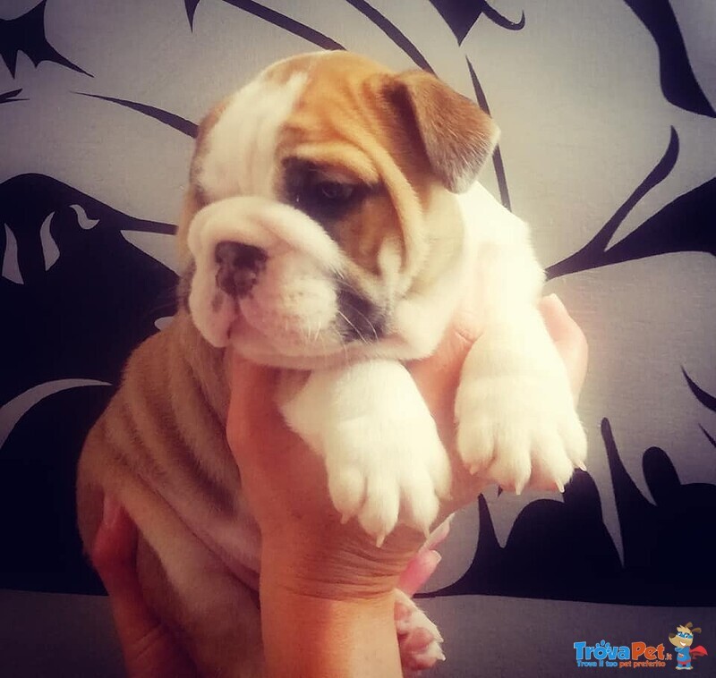 Bulldog Inglese Cuccioli Maschi - Foto n. 2