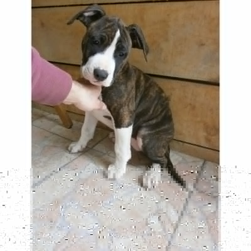 Ultimi Cuccioli di American Staffordshire Terrier - Dolcissimi, Vivaci e Molto Socevoli!!! - Foto n. 2