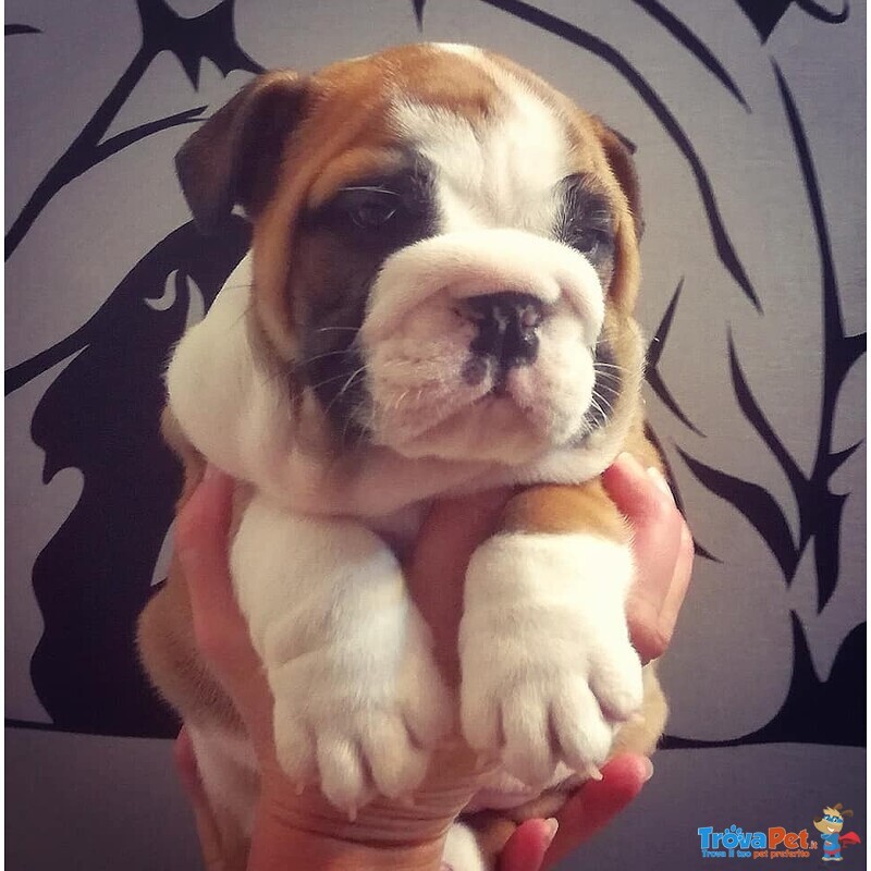 Bulldog Inglese Cuccioli Maschi - Foto n. 4