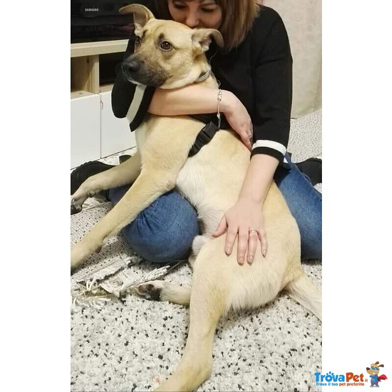 Simba, Bellissimo Peloso in Cerca di Casa - Foto n. 3