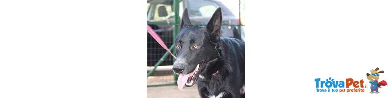 Smigol, Splendido Cucciolone di soli 10 mesi in Adozione - Foto n. 2