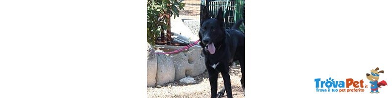 Smigol, Splendido Cucciolone di soli 10 mesi in Adozione - Foto n. 3