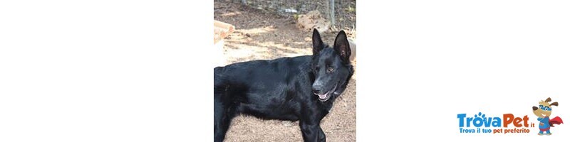 Smigol, Splendido Cucciolone di soli 10 mesi in Adozione - Foto n. 1