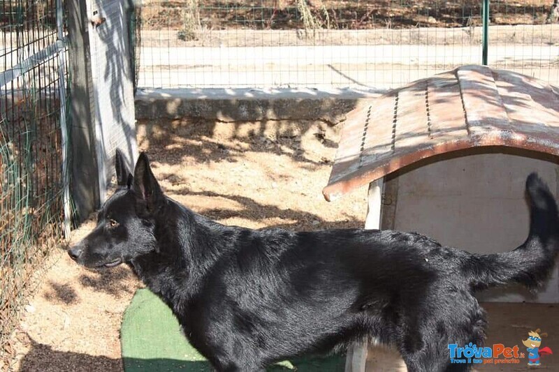 Smigol, Splendido Cucciolone di soli 10 mesi in Adozione - Foto n. 5