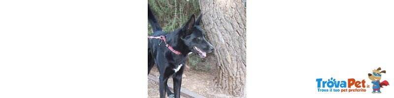 Smigol, Splendido Cucciolone di soli 10 mesi in Adozione - Foto n. 6