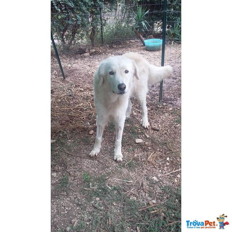 Mirko, Bellissimo Simil Maremmano in Cerca di Casa - Foto n. 6