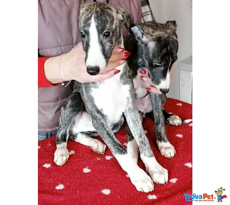 Cuccioli Whippet Levriero Disponibili - Foto n. 2