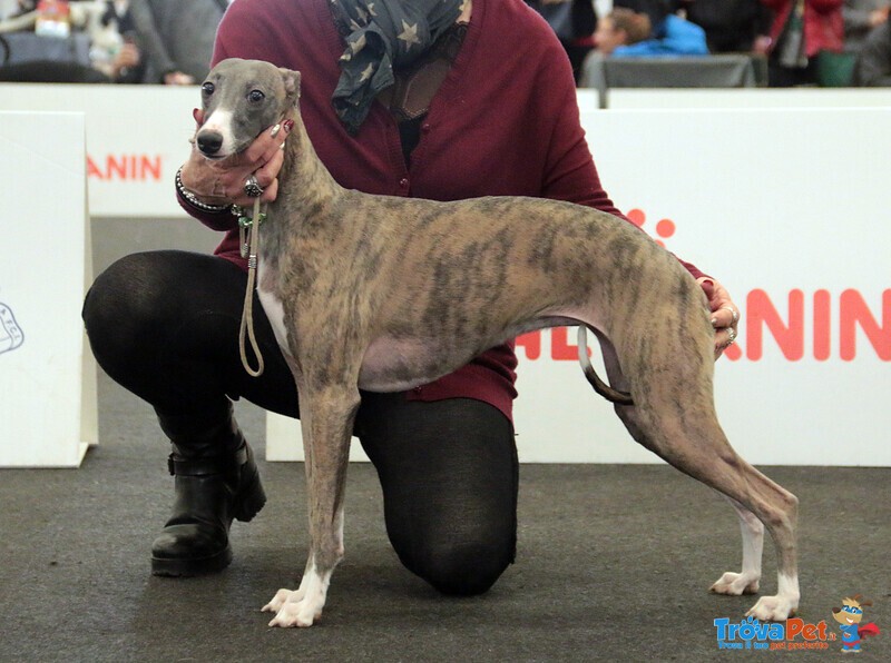 Cuccioli Whippet Levriero Disponibili - Foto n. 6