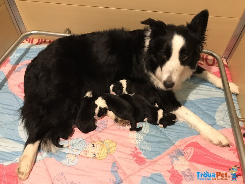 Cuccioli Border Collie - Foto n. 2