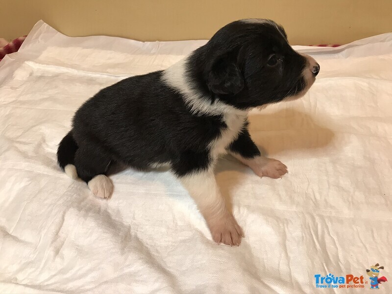 Cuccioli Border Collie - Foto n. 4