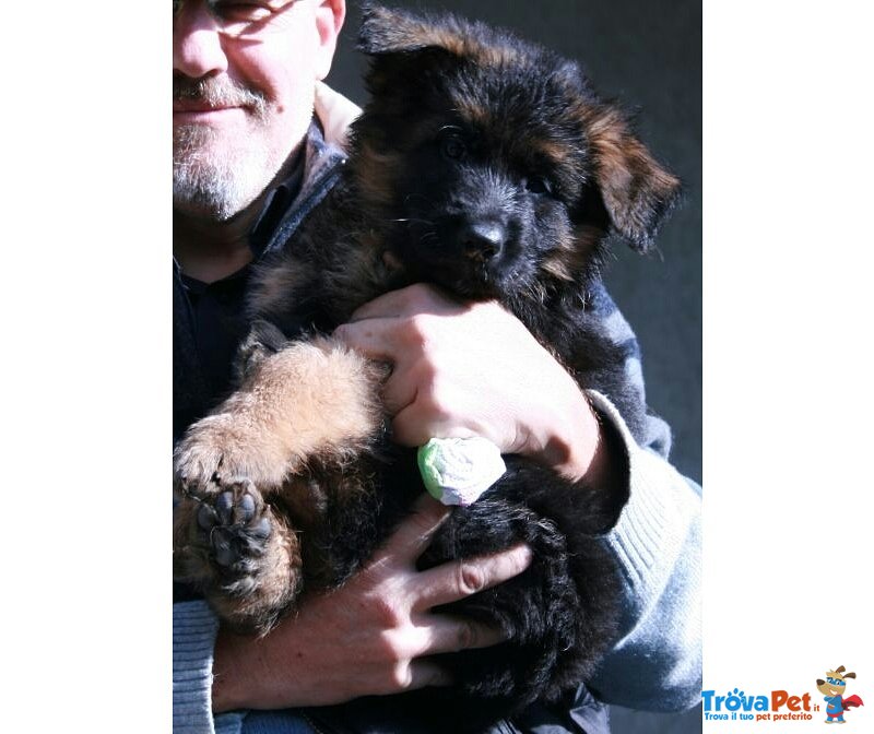 Cucciole di cane da Pastore Tedesco - Foto n. 1