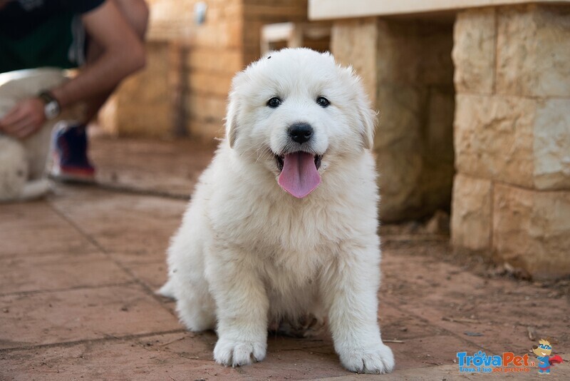 Cuccioli Pastore Maremmano Abruzzese tre Mesi - Foto n. 1