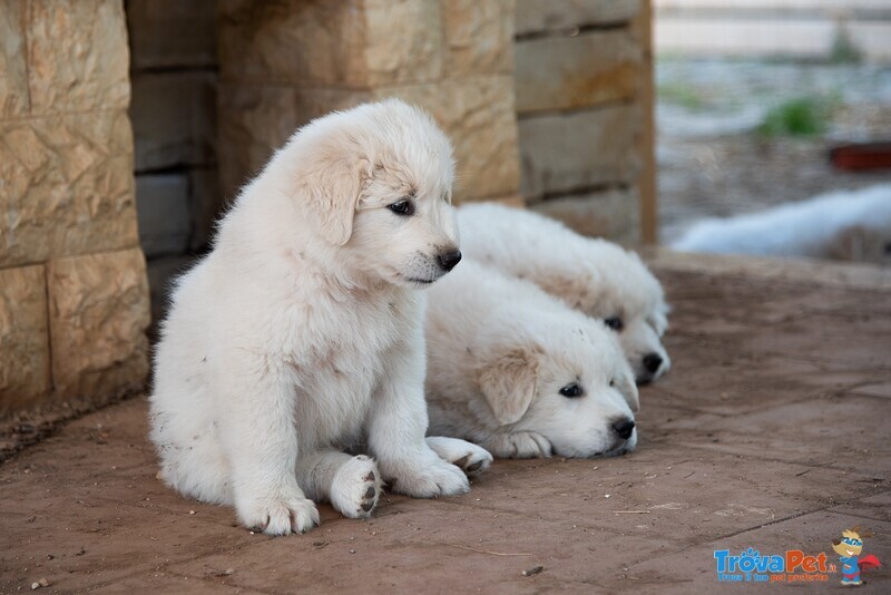 Cuccioli Pastore Maremmano Abruzzese tre Mesi - Foto n. 2