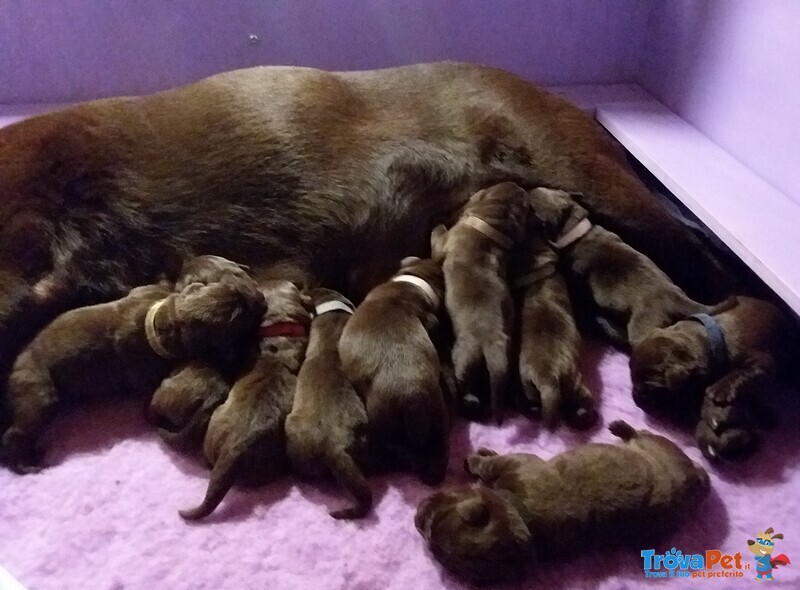 Cuccioli Labrador Chocolate - Foto n. 2