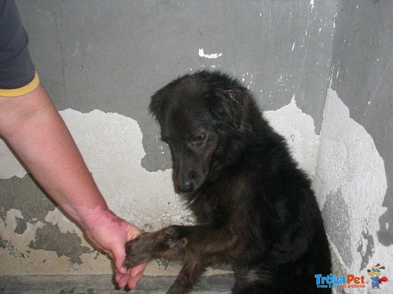 Ginetto,10 anni di Canile,ha Bisogno di Tanto Amore! - Foto n. 1