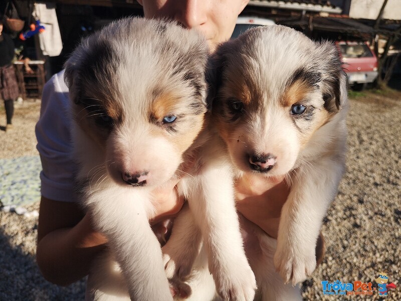 Cucciolata Border blue Merle - Foto n. 5