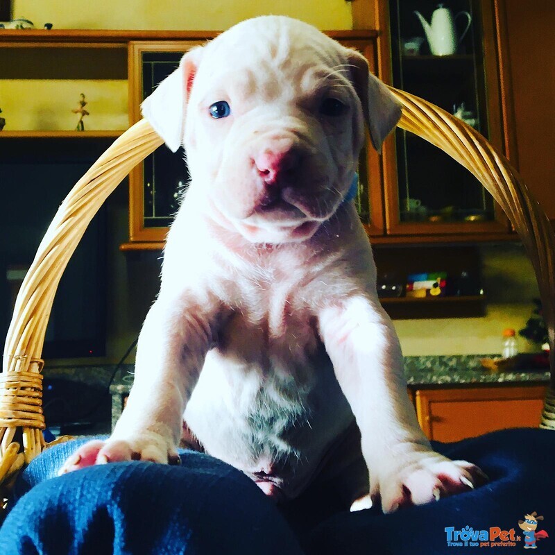 Cucciolo Pitbull - Foto n. 1