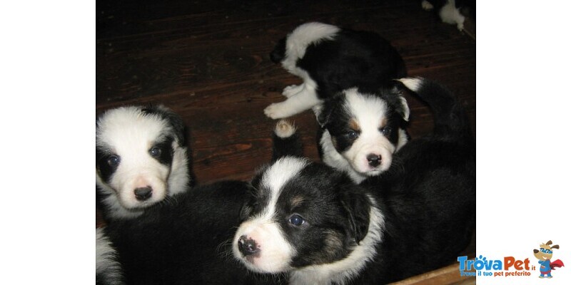 Cuccioli Border Collie alta Genealogia - Foto n. 1