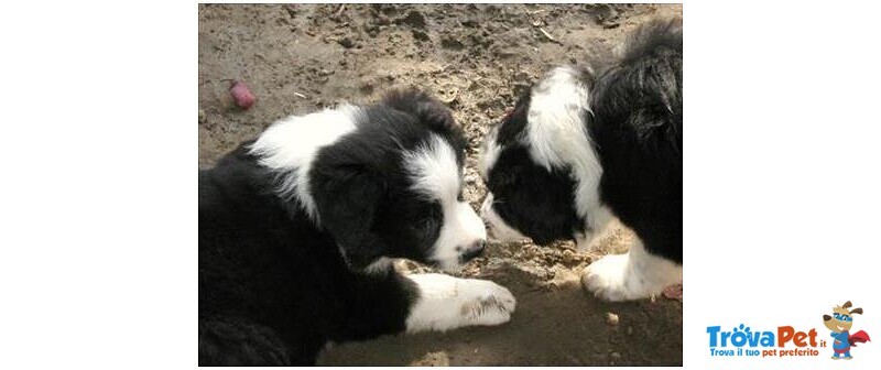 Cuccioli Border Collie alta Genealogia - Foto n. 2