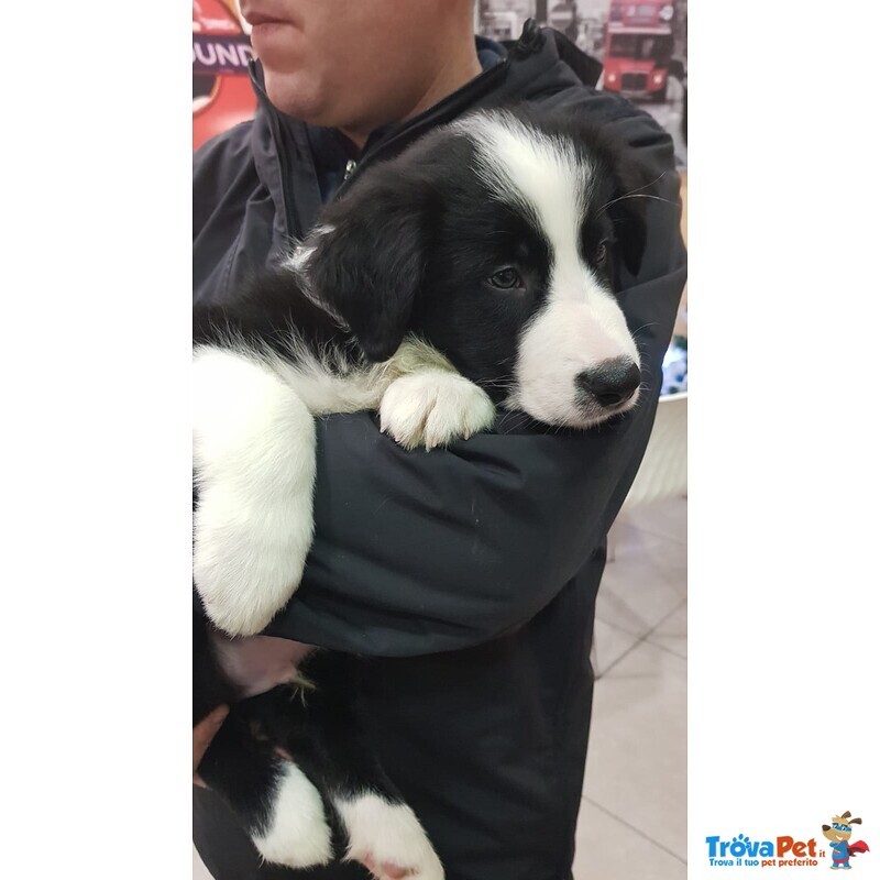 Cuccioli Border Collie alta Genealogia - Foto n. 6