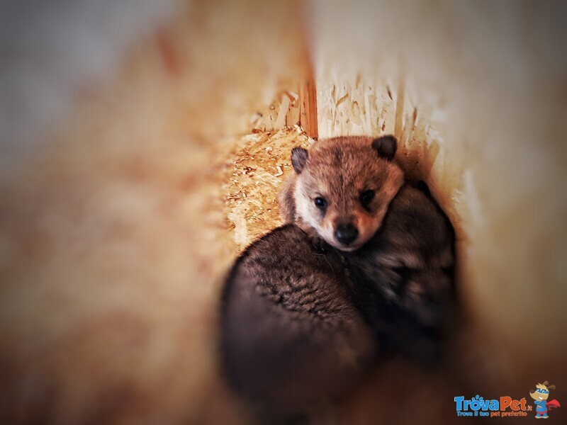 Disponibili Cuccioli di cane lupo Cecoslovacco - Foto n. 5