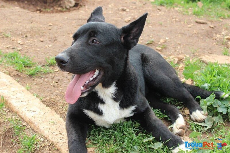 Rocky Cucciolone in Cerca D'amore - Foto n. 2