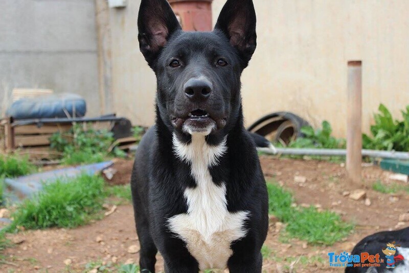 Rocky Cucciolone in Cerca D'amore - Foto n. 3