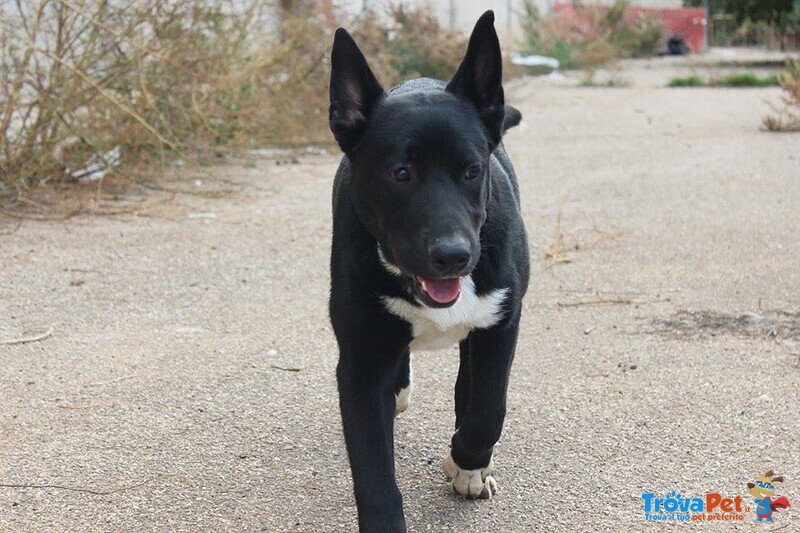 Rocky Cucciolone in Cerca D'amore - Foto n. 4