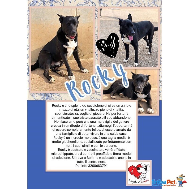 Rocky Cucciolone in Cerca D'amore - Foto n. 9