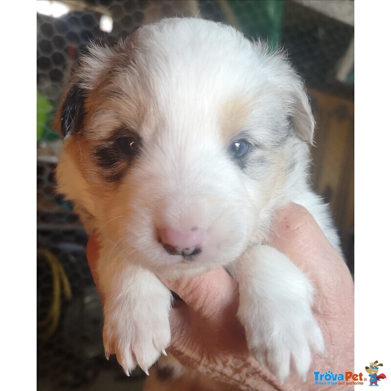 Cuccioli Border Collie Tricolor blu Merle Sable nero Marrone - Foto n. 1